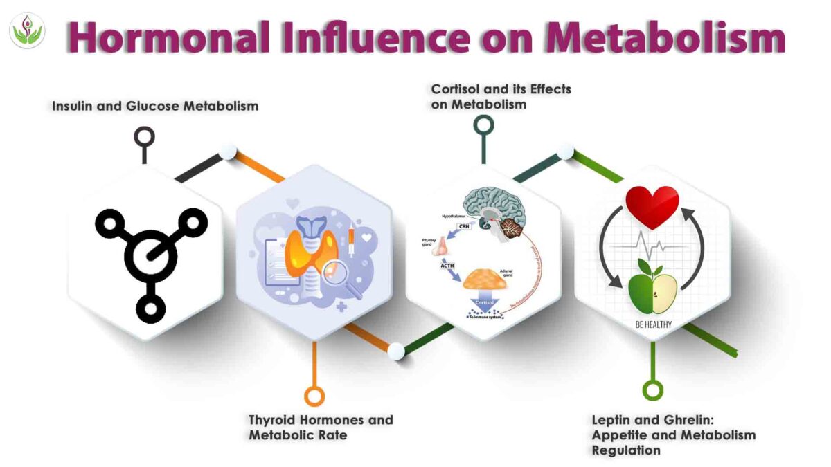 Hormonal Influence on Metabolism